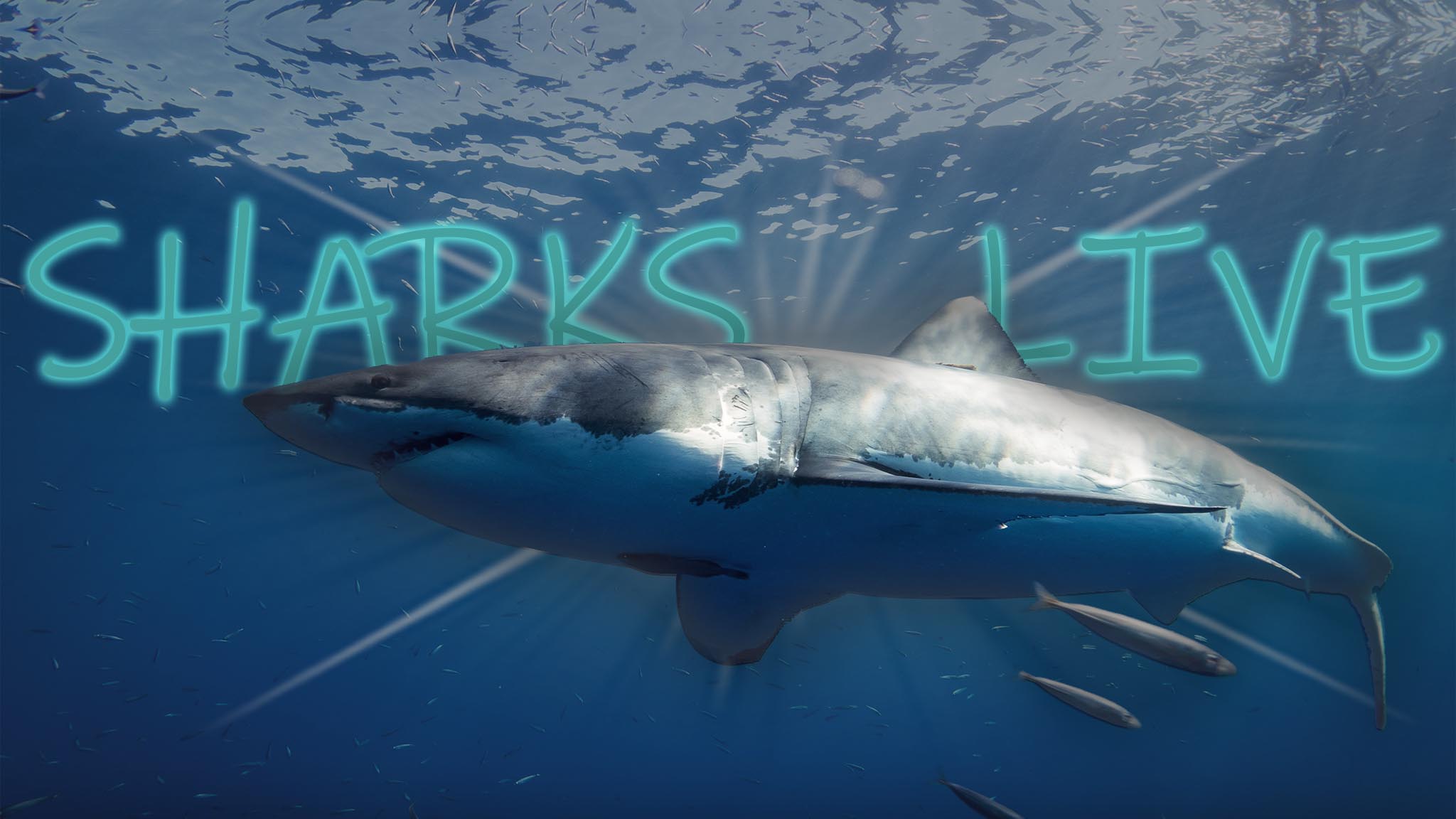 Sharkslive - Live daily streaming broadcasts of white shark cage diving expeditions